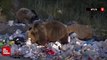 Nemrut’taki boz ayılar aç kalınca çöplüklere dadandı