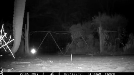 Un éléphant sur la pointe des pieds passe doucement au-dessus de la porte de mon jardin