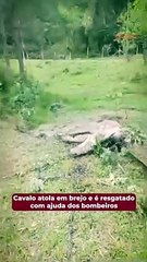 Cavalo atola em brejo e é resgatado com ajuda dos bombeiros