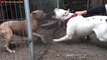 Pitbull VS Dogo Argentino - Dogo Argentino VS Pitbull - Blondi Foks