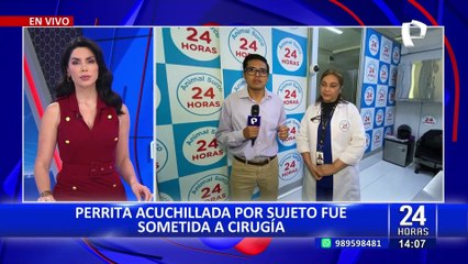 Perrita acuchillada 18 veces fue sometida a cirugía y presenta leves mejorías
