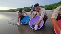 Liberan en playa de Nicaragua tortugas paslama, en riesgo de extinción