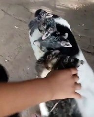 Des bébés opossums montent sur le dos d'un chien