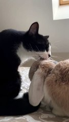 Un lapin et ses meilleurs amis