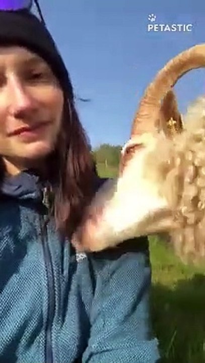 Woman gets a 'kick' out of ignoring attention-starved pet sheep   PETASTIC