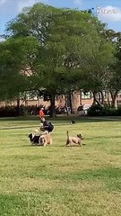 Hilariously Clumsy Puppy Adorable Moments of Puppy Mishaps   PETASTIC