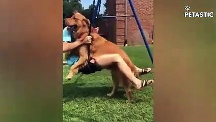 Delightful Doggo Moments Pure Joy from Man's Best Friend!   PETASTIC