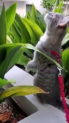 Hilarious Cat Moments Funny, Clumsy, and Utterly Cute!   PETASTIC