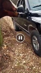 Epic Moment Captured Rowdy Mastering Door Opening   PETASTIC