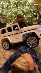 Incredibly Hilarious Puppy Moments Try Not To Laugh   PETASTIC