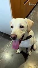 Dog's Determination to Bark Quietly Speaks Volumes of Intelligence!   PETASTIC