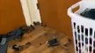 Mischievous Cat Creates Lego Chaos, Knocking Over the Shelf!   PETASTIC