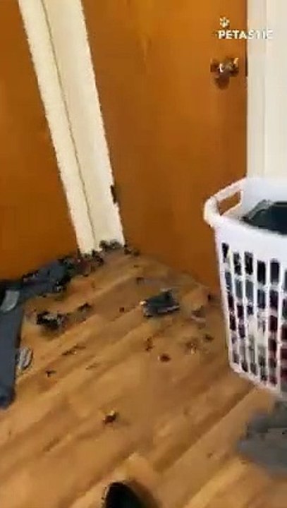Mischievous Cat Creates Lego Chaos, Knocking Over the Shelf!   PETASTIC