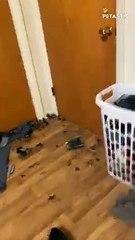 Mischievous Cat Creates Lego Chaos, Knocking Over the Shelf!   PETASTIC