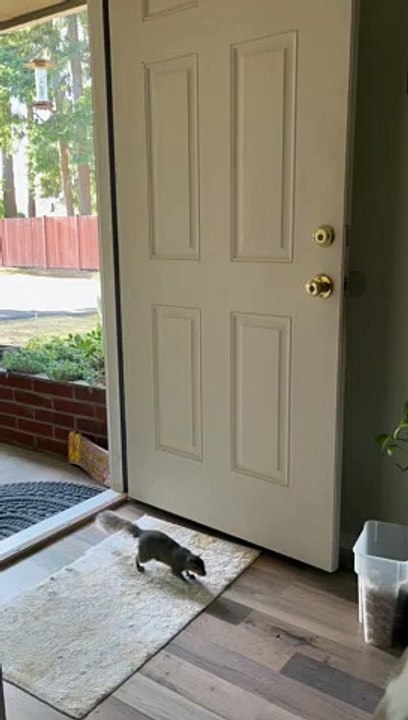 Squirrel Helps Himself to Peanuts