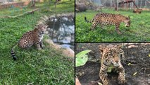 mqn-Jaguar-tica-seleccionada-entre-los-cinco-animales-con-personalidad-única-del-mundo-300823