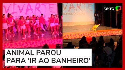 Cachorro invade apresentação de dança no RJ e viraliza nas redes