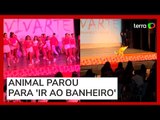 Cachorro invade apresentação de dança no RJ e viraliza nas redes