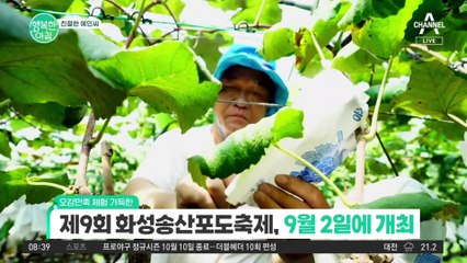 [친절한 예인씨] 화성시 대표 축제! 제9회 화성시 송산포도축제 9월 2일 개최! #화성시 #송산포도축제