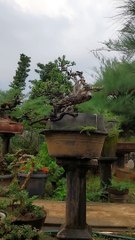 Bonsai yang indah