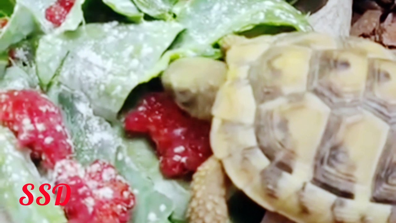 Ride on a tortoise