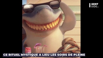 Ces grands requins-marteaux migrent en nombre les soirs de pleine lune en Polynésie française.