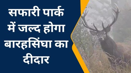 इटावा: सफारी पार्क में पर्यटकों को हो सकेगा बारहसिंघा का दीदार, देखिए