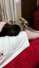Un adorable bébé singe hurleur et un petit poulet deviennent les meilleurs amis du monde