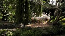 flamingo-no-copyright-videos-copyright-free-motion-graphics-background-animals-zoo-wildlife