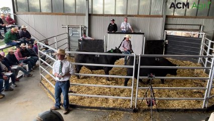Bull sells at the 2023 Ben Nevis Angus Bull sale