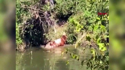 Vache sauvée par les pompiers à Bartın