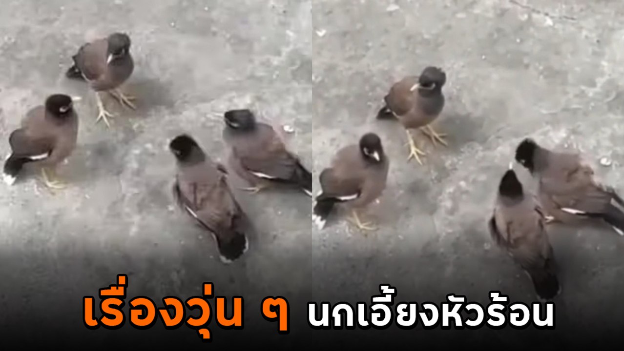 แก๊งนกจับกลุ่มประชุมซีเรียส นึกว่าคุยกันดี ที่ไหนได้...