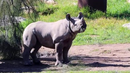 Rhino calf at Dubbo zoo | Daily Liberal | 2023