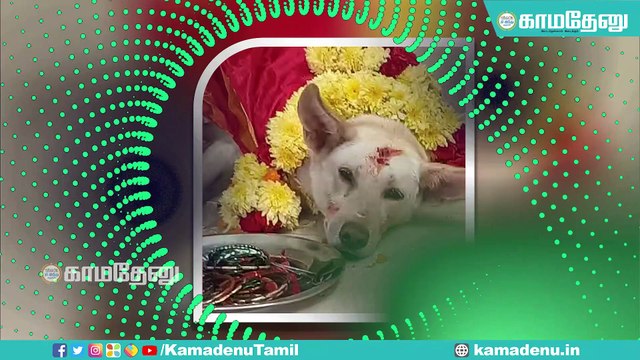 செல்ல நாய்க்கு வளைகாப்பு... சுற்றம் சூழ நடத்தி அசத்திய ஆட்டோ டிரைவர்!