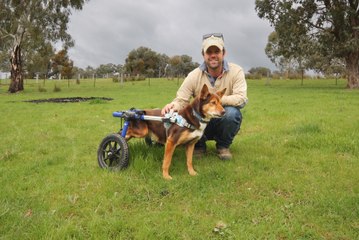 Working dog musters sheep in wheelchair | August, 31 2023 | Stock & Land