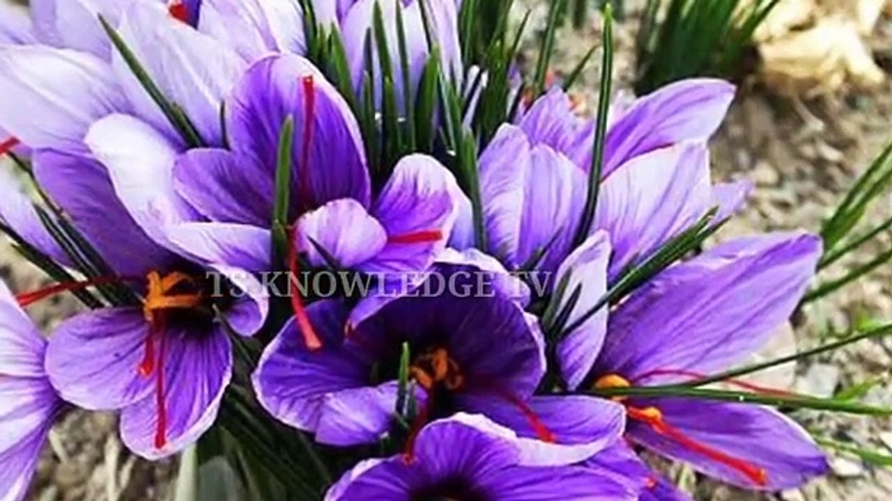 Grow_Saffron_ll_Zafran_Earn_50-60_Lacks_Per_Kanal_Annually(360p)