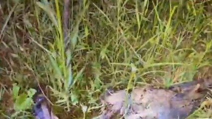 दमोह: पत्नी ने प्रेमी से कराई पति की हत्या, शव के अवशेष नाले से बरामद