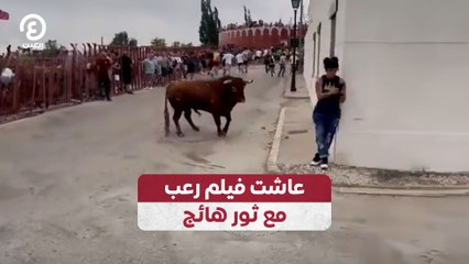 عاشت فيلم رعب مع ثور هائج