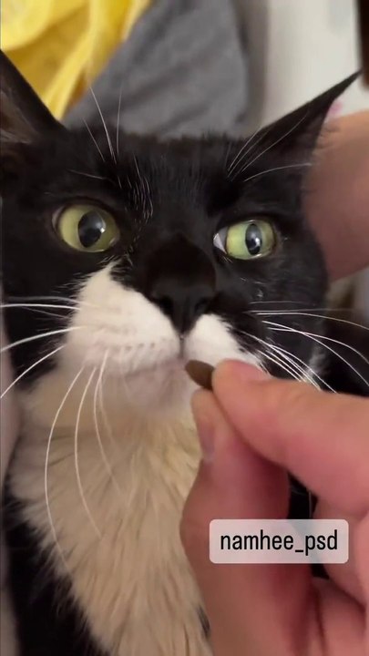 Cat is eating