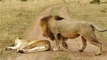 How Not to Wake Up a Lioness!