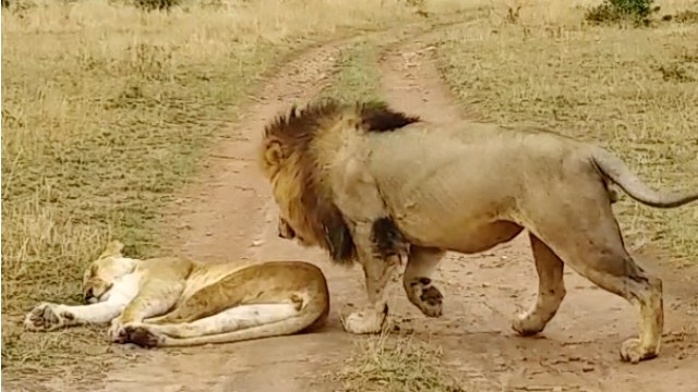 How Not to Wake Up a Lioness!