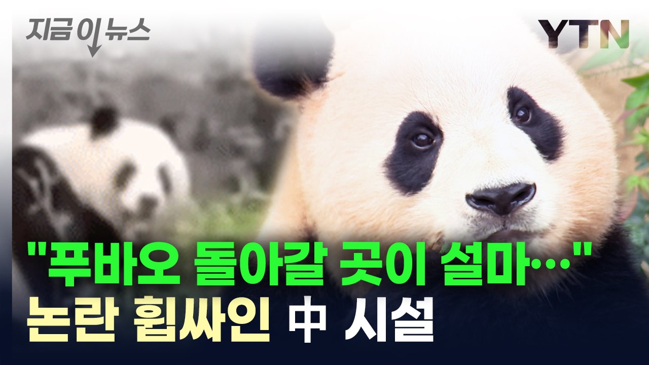"푸바오 돌아갈 곳이 설마..." 중국 판다 보호소 영상 '논란' [지금이뉴스] / YTN