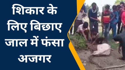 फ़तेहपुर: इतना बड़ा अजगर देख ग्रामीणों में मचा हडकंप, पकड़ने के लिए बिछाया जाल