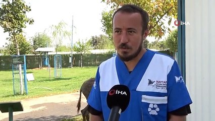 Çanakkale'deki yangında kurtarılan eşek emekliliğe ayrıldı