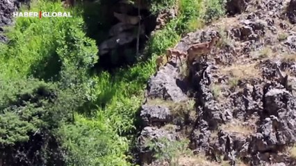 Munzur Dağlarında görüntülendiler: Dağ keçileri kamerada