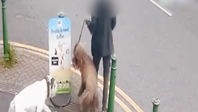Out-of-control dog knocks elderly woman off her feet and savagely attacks pet labradoodle