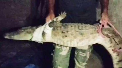 विदिशा: मकान में मगरमच्छ मिलने से फैली सनसनी, वन विभाग ने किया रेसक्यू