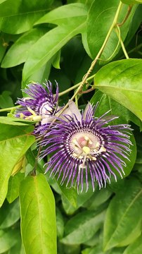 Rakshabandhan 2023 : बहन ने अपने नन्हे भाई की कलाई पर बाँधी प्राकृतिक राखी,देखे वीडियो