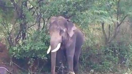 చిత్తూరు జిల్లా: కంటిమీద కునుకు లేకుండా చేస్తున్న ఒంటరి ఏనుగులు