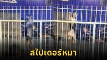 น้องหมาโชว์สกิลปีนรั้ว รั้วจะสูงเทียมฟ้า ก็ไม่อาจขวางกั้น